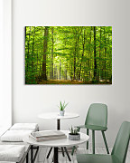 Obraz Krása lesa zs1140